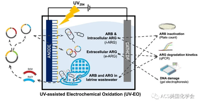 紫外光辅助电化学氧化去除污水中的抗性细菌与基因- 紫外光辅助电化学氧化去除污水中的抗性细菌与基因-