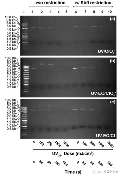 紫外光辅助电化学氧化去除污水中的抗性细菌与基因- 紫外光辅助电化学氧化去除污水中的抗性细菌与基因-
